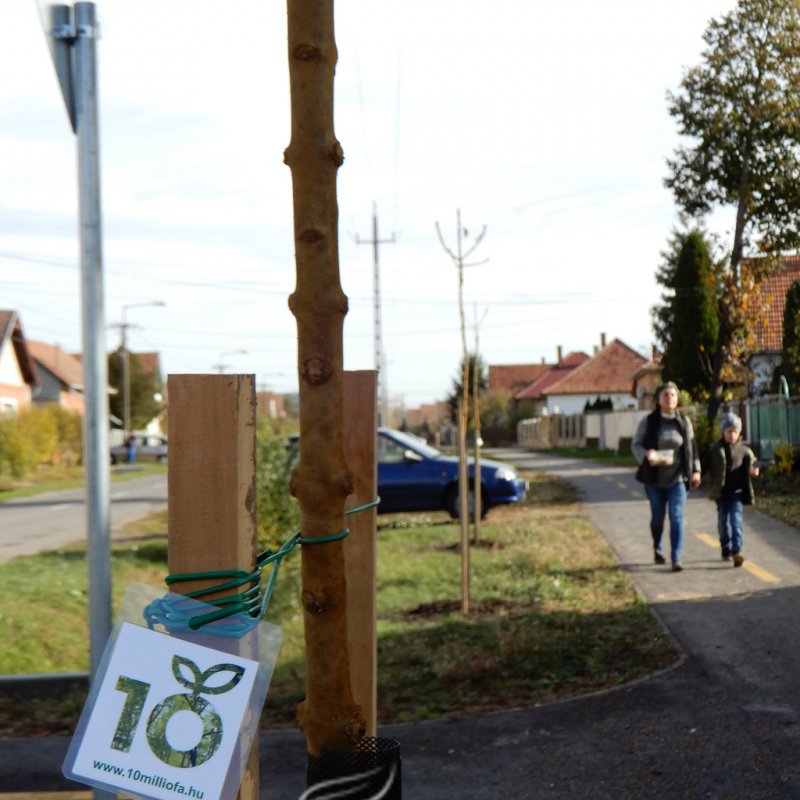 Közösségi faültetés Berettyóújfaluban 93